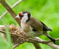 goldfinch270.jpg