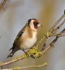 goldfinch621.jpg