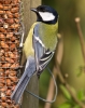 great-tit.jpg