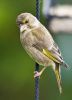 greenfinch617.jpg