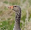 greylag465.jpg