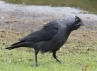 jackdaw153.jpg