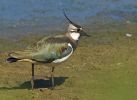 lapwing483.jpg