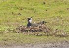 lapwing583.jpg