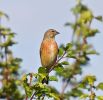 linnet545.jpg