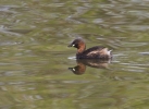 litgrebe922.jpg