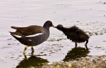 moorhen544.jpg