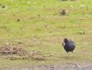 moorhen589.jpg