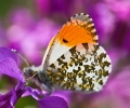 orangetip185.jpg