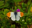 orangetip944.jpg