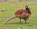 pheasant286.jpg