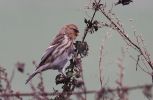 redpoll290.jpg