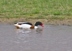 shelduck.jpg