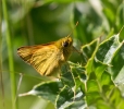 smallcopper529.jpg