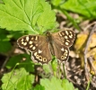 speckwood894.jpg