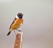 stonechat112.jpg