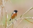 stonechat126.jpg