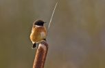 stonechat476.jpg