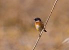 stonechat489.jpg