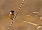 stonechat491.jpg