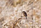 stonechat495.jpg