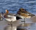 wigeon399.jpg