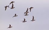 wigeon622.jpg