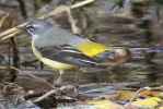 DPP_0365_Grey_Wagtail_13_March_2010.jpg