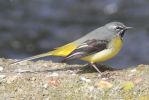 DPP_0368_Gray_Wagtail_13_March_2010.jpg