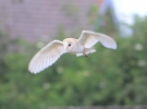 BarnOwl14712e.jpg