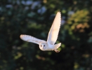 BarnOwl23712.jpg