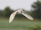 BarnOwl5611.jpg