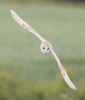 BarnOwl5611c.jpg