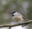 BneWd-CoalTit10211.jpg