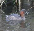 COGlgrebe22111.jpg