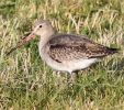 FraMar251110BTGodwit.jpg