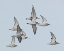 FraMarDunlin5912b.jpg