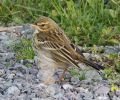 FraMarMPipit251110.jpg