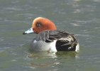 FraMarWigeon28112c.jpg