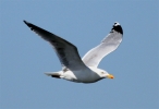 FreistHerGull3611.jpg