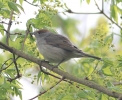 GrLneBlackcap6512.jpg