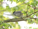 GrLneBlackcap6512b.jpg