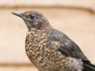 HMEBBird18511.jpg