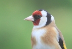 HmeGofinch7512.jpg