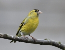 HmeSiskin3313f.jpg