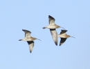 MSWCurlew271211b.jpg