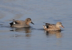 MSWGadwall15Mar12.jpg