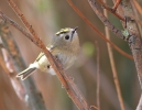 MSWGoldcrest15413c.jpg