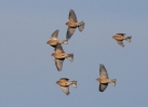 MSWLinnet151212.jpg