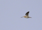 MSWSnipe171211.jpg